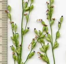 Image result for Urochloa arrecta