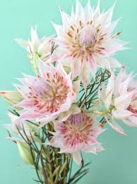 James white is the director of alpha and omega ministries, a christian apologetics organization based in phoenix, arizona. Pin By Black House Flowers On Flower Wish List Protea Flower Blushing Bride Flower Beautiful Flowers