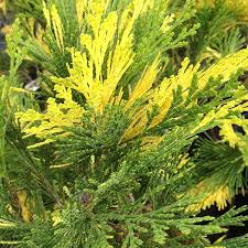 Image result for Calostephane divaricata