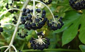 Faux Aralia Fatsia Japonica Plantation Culture Entretien