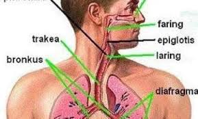 Sistem pernapasan pada manusia, pernapasan merupakan hal yang sangat perlu sekali dalam kehidupan manusia. Organ Sistem Pernafasan Manusia Dan Cara Kerjanya