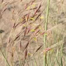 Image result for Chrysopogon
