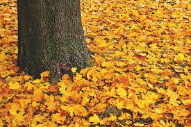 Leaf shedding : credit - pickpik.com