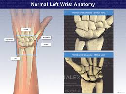Image result for Normal Anatomic Position of the Hand and Wrist
