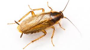 How To Get Rid Of Cockroaches Ortho