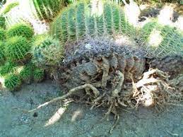 Cactus plants can get prickly when repotting them. Black Gold Planting A Barrel Cactus Safely Black Gold Soil And Amendments
