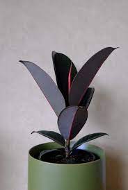 Maybe you would like to learn more about one of these? Black Knight Ficus Florafauna