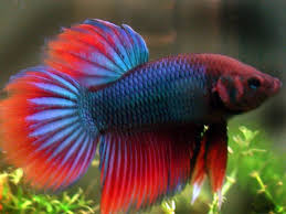 Siamese Fighting Fish Fish And Aquariums Siamese Fighting Fish Fish Betta Fish