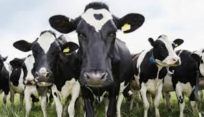 Последние твиты от estampida (@estampidacl). Que Significa Sonar Con Vacas