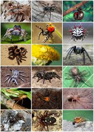 spider wikipedia