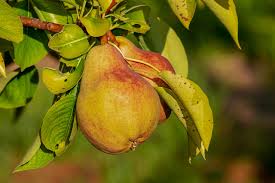 Poire Fruit Top 5 Prefere Des Francais Savoir Comment La Mettre En Bouteille