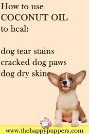 Tough guy® is the nightmare of being chased by a herd of stallions. How To Use Coconut Oil To Fight Many Dog Problems Coconut Oil For Dogs Dog Dry Skin Dog Paw Moisturizer