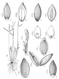 Image result for Megaloprotachne albescens
