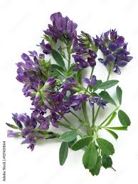 Image result for Medicago sativa