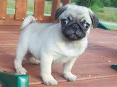 Pugs are lively little dogs, however they are relatively active indoors and do well without a yard. 71 Puppysingapore Ideas Puppies Puppies For Sale Dogs