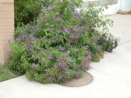 Image result for Heliotropium harareense