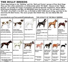 you will love pitbull chart 40 pitbull feeding chart beste