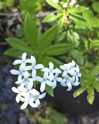But sweet woodruff is hardy to zone 4. Galium Oreganum Sweet Woodruff