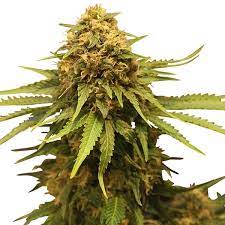 Critical Cannabis Fron Royal Queen Seeds
