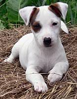 The average life expectancy of a chihuahua terrier mix is 15 years. Jack Russell Terrier Wikipedia