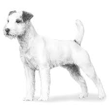 Undeniably charming, prts are also an undeniable handful. Parson Russell Terrier Dog Breed Information