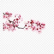 More images for anime cherry blossom background » Anime Cherry Blossom Background Png Transparent Cherry Blossom Png Emoji Sakura Flower Emoji Free Transparent Emoji Emojipng Com