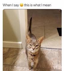 See more of cat memes clean on facebook. Cat Memes Clean Memes