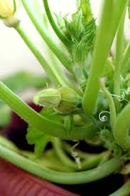 Prima di procedere alla semina o al travaso ci sono alcuni piccole operazioni da eseguire. Come Coltivare Le Zucchine In Vaso A Partire Dal Seme Greenme
