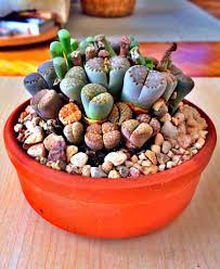 Lithops In A Clay Pot Succulent Seeds Succulents Plants