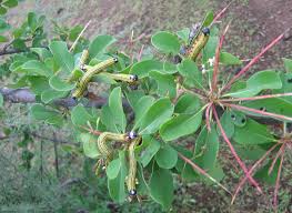 Image result for Terminalia sambesiaca