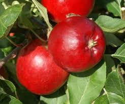 Park Farm Pippin Apple Fruit Trees For Sale Order Online