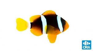 Ora Clownfish Ora Oceans Reefs Aquariums
