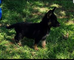 If you've ever walked about your neighborhood or been to a dog park in texas, chances are that you have seen a german shepherd before. German Shepherd Puppies For Sale Poolville Tx 301901