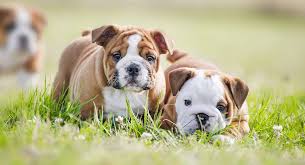 English Bulldog Lifespan How Long Do English Bulldogs Live