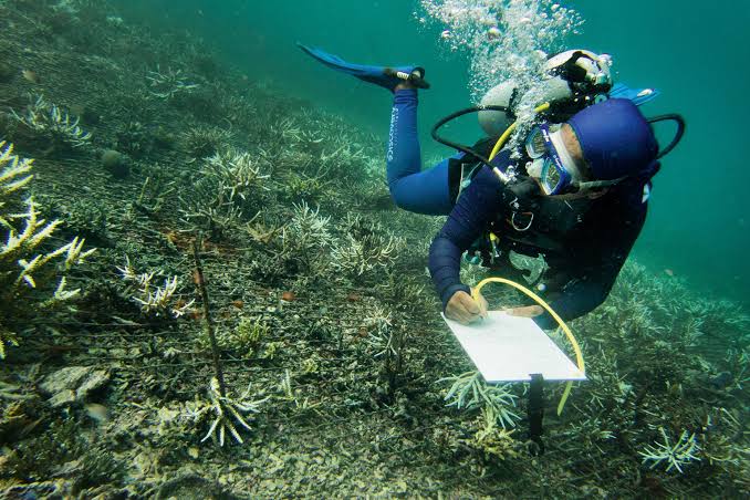 These Indonesian corals reefs are considered sacred-here's why | National  Geographic