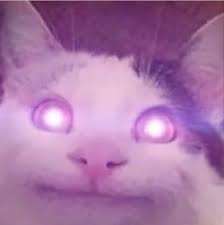 Polite Cat Memes Home Facebook