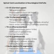Image result for Neurologic Lesion Localization