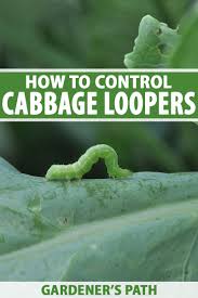 There are plenty of herbal remedies out there to help you get rid of broccoli worms. How To Control Cabbage Loopers Gardener S Path Cabbage Loopers Garden Pest Control Easy Vegetables To Grow