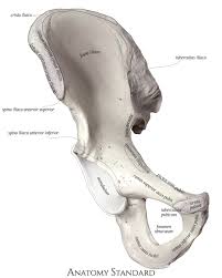 Right Hip Bone Anterior Aspect In 2020 Hip Bones Pelvis Anatomy Os Coxae