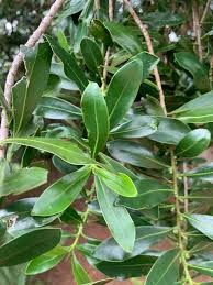 Image result for Warburgia