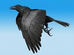 Crow Fully Rigged For Max 3d Model Crow Crow Bird Black Bird