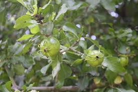 Image result for Gardenia cornuta