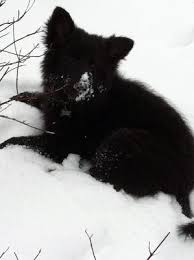 14 burnettsville white german shepherd. 3 Months Old Long Haired Black German Shepherd
