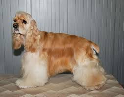 Image result for anglický kokršpaněl