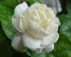 Flowers Names In Gujarati Jasmine Flower Chameli Flower Flora Flowers