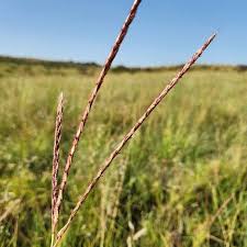 Image result for Ischaemum afrum