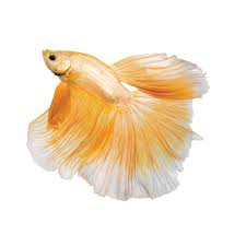 Nowadays, they're known for their striking appearance. The Fascinating Origin Of Betta Fish And Other Fun Betta Facts