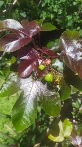 Image result for Jatropha gossypiifolia