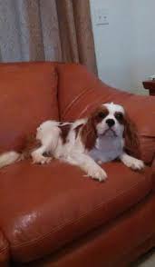 We did not find results for: Cavalier King Charles Spaniel Puppy For Sale Adoption Rescue For Sale In Port Saint Lucie Florida Classified Americanlisted Com