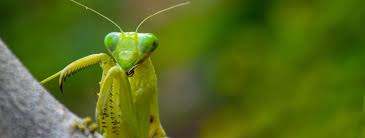 Maybe you would like to learn more about one of these? Praying Mantis Habitat Predators Prey Facts